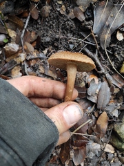 Inocybe impexa