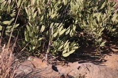 Searsia magalismontana magalismontana