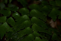Adiantum pentadactylon
