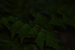 Adiantum pentadactylon