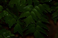 Adiantum pentadactylon