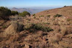 Searsia magalismontana magalismontana