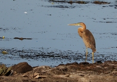 Ardea purpurea