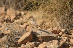 Ammomanes deserti
