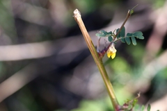 Sesbania cannabina