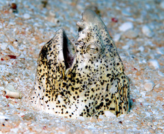 Callechelys marmorata