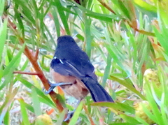 Laniarius ferrugineus ferrugineus