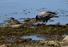 Corvus cornix