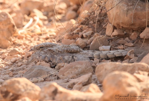 Chotacabras egipcio (Caprimulgus aegyptius)