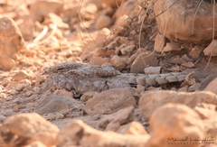 Caprimulgus aegyptius