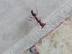 Odontomachus haematodus