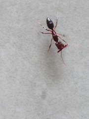 Odontomachus haematodus