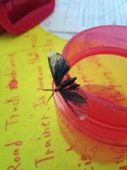 Melanchroia chephise