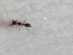 Odontomachus haematodus