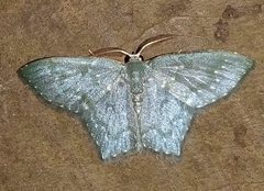 Chloropteryx opalaria