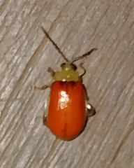Oedionychina