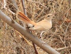 Cercotrichas galactotes