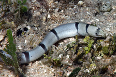 Myrichthys colubrinus