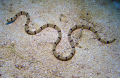 Myrichthys colubrinus