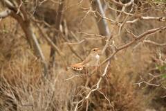 Cercotrichas galactotes