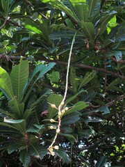 Barringtonia neocaledonica