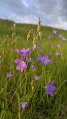 Campanula stevenii