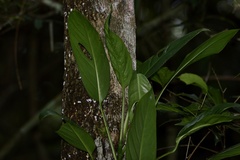 Monstera praetermissa