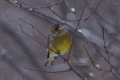 Chloris chloris
