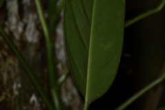 Monstera praetermissa
