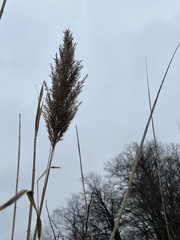 Phragmites australis