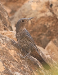 Monticola solitarius