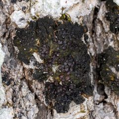 Collema nigrescens