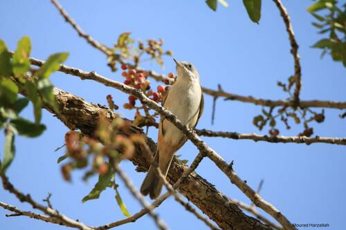 Western Orphean Warbler (Curruca hortensis), photo 8