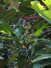 Barringtonia neocaledonica