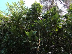 Barringtonia neocaledonica