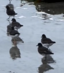 Arenaria melanocephala