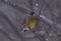 Chloris chloris