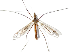 Tipula scripta