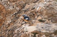 Phoenicurus moussieri