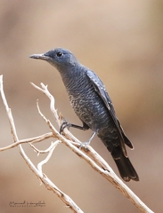 Monticola solitarius