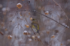 Chloris chloris