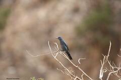 Monticola solitarius