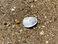 Crepidula plana