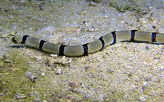 Myrichthys colubrinus