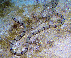 Myrichthys colubrinus