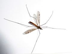 Tipula scripta