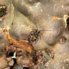 Dicyrtomidae