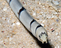 Myrichthys colubrinus