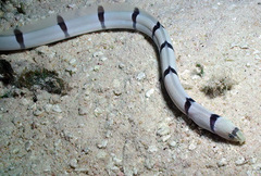 Myrichthys colubrinus