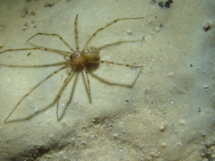 Nesticus cellulanus